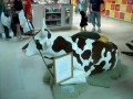 Cowparade-22