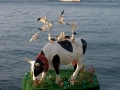 Cowparade-46