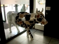Cowparade-5