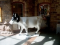 Cowparade-52